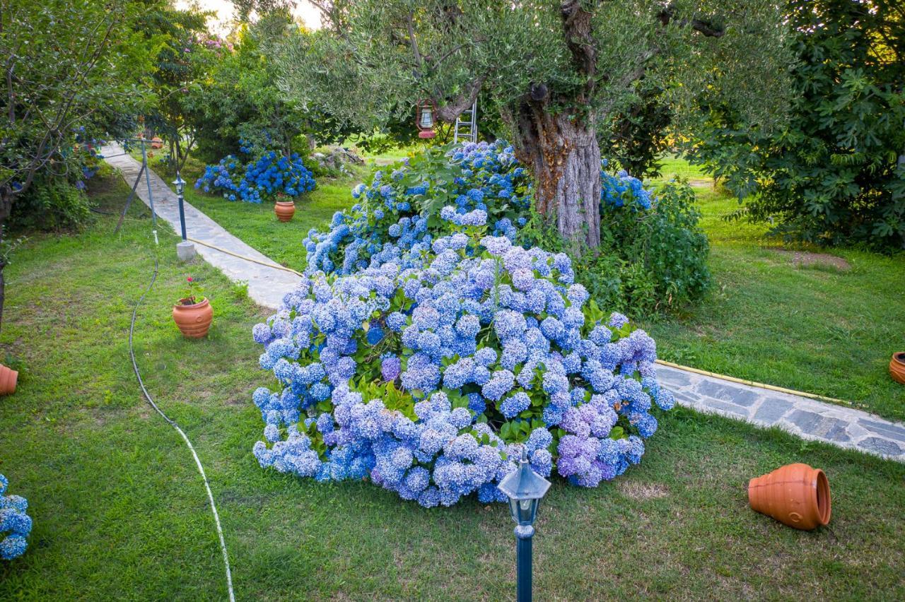 Alekas Studios Therma  Dış mekan fotoğraf