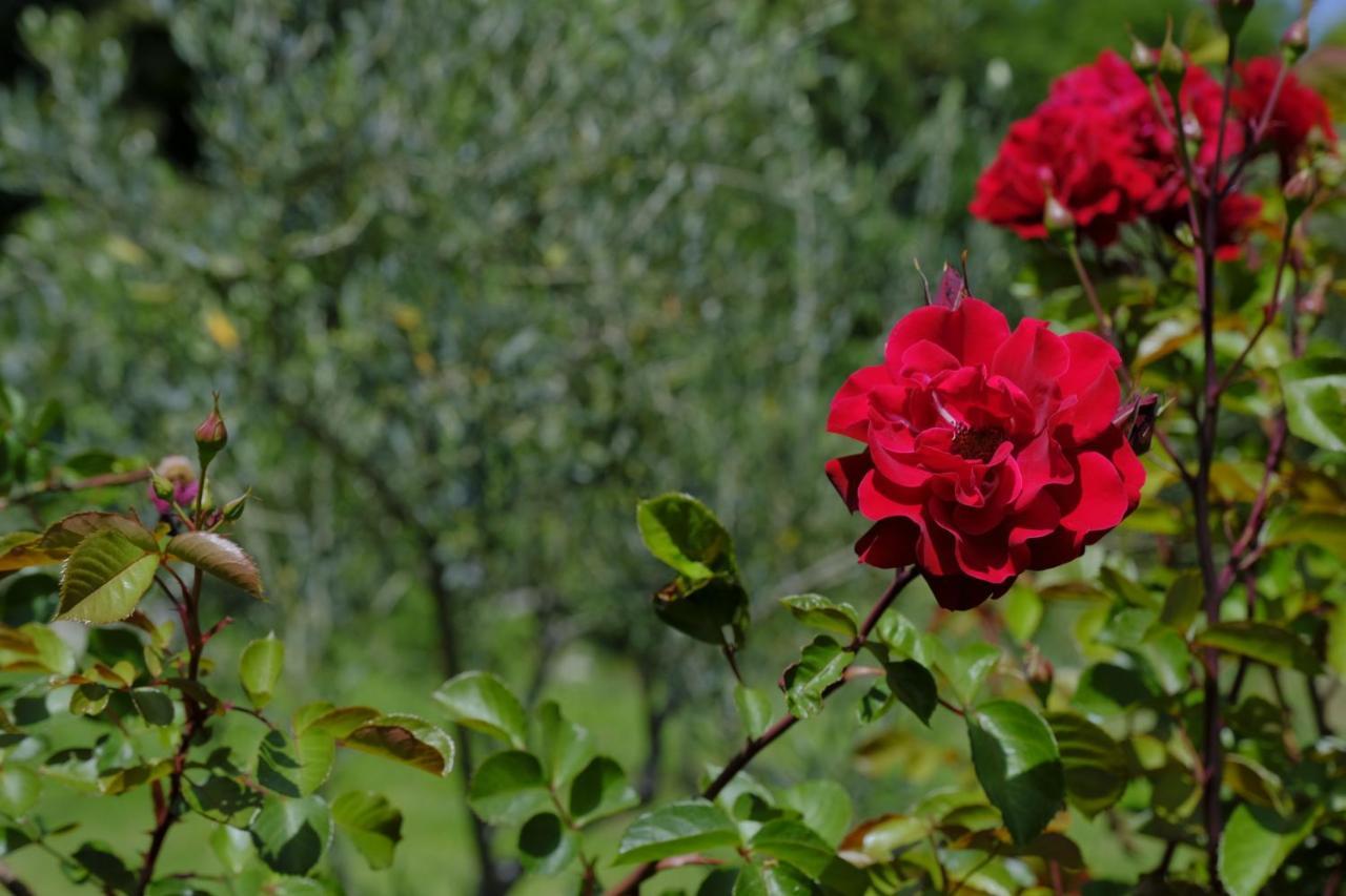 Alekas Studios Therma  Dış mekan fotoğraf