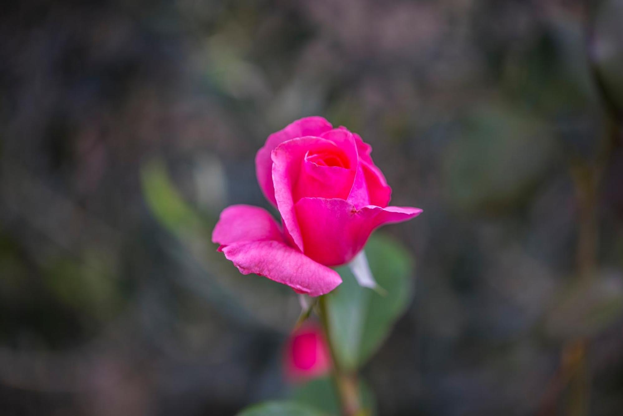 Alekas Studios Therma  Dış mekan fotoğraf